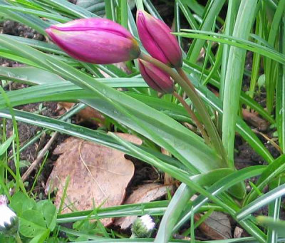 t.humilis-axel3fach.jpg