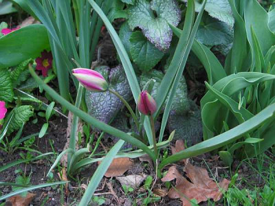 persian-pearl-axel.jpg