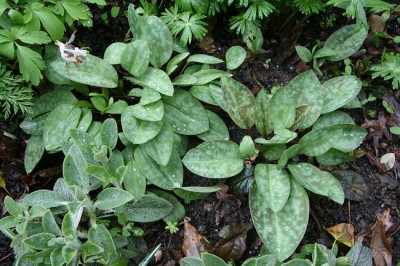 ErythroniumIMG_5739.jpg