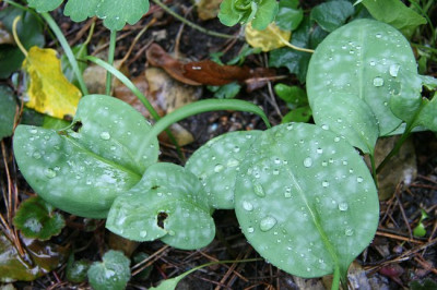 ErythroniumIMG_5738.jpg