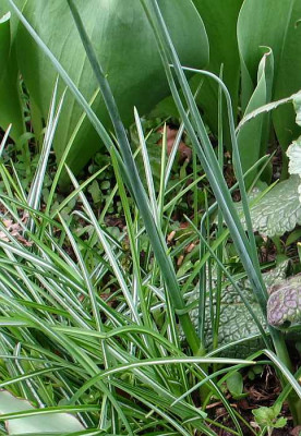 fritillaria-verticillata-a.jpg