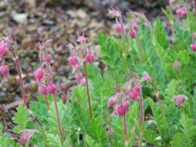 Geum05.jpg