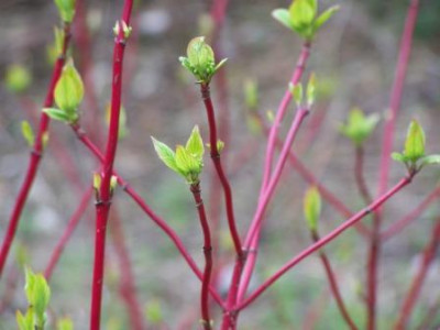 CornusAlbSib.jpg