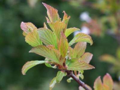 ViburnumFarreri02.jpg