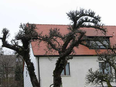 obstbaumschnitt-axel.jpg