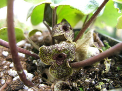 DSCF0473.JPG