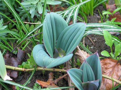 Allium_karataviense-ax.jpg
