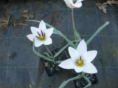 Tulipa_humilis_Rosea_Caerulea_Oculata003.jpg