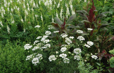 orlaya_grandiflora_anfang_juli.jpg