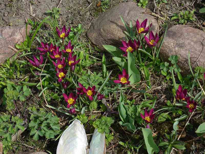 tulipa_humilis_cf_pp.jpg