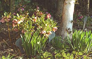 dicentra.jpg
