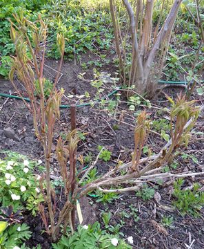 Paeonia_suffruticosa_subsp._ostii_fars_2010.jpg