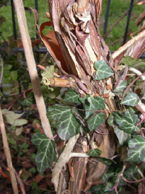 Hydrangeastamm.jpg