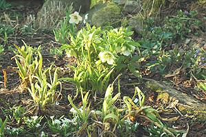 daylily.jpg