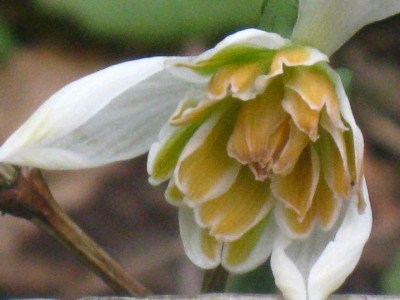 Galanthus_unbek._gefullt_IMG_5278.JPG