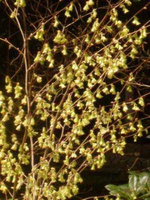 Corylopsis_pauciflora1_IMG_5295.JPG