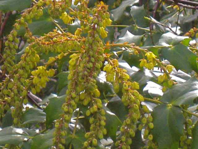 Mahonia_Wintersun_IMG_5299.JPG