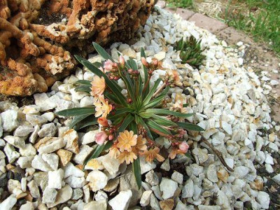 Lewisia_ashwood_Carousel.jpg
