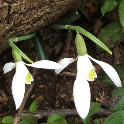 galanthus-Suditalien-ax1.jpg