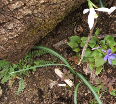 galanthus-Suditalien-ax2.jpg