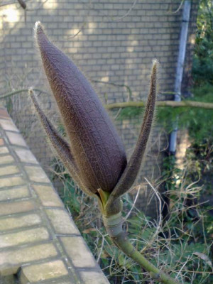 Kopie_von_170420101929M.campbellii.jpg
