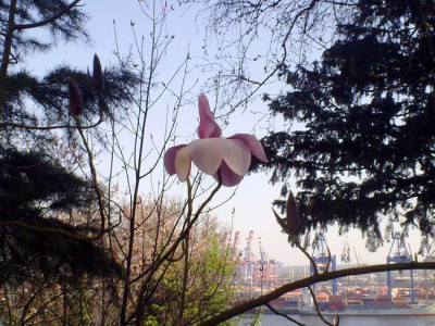 Kopie_von_170420101928M.campbellii.jpg