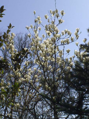 Kopie_von_170420101924M.denudata.jpg
