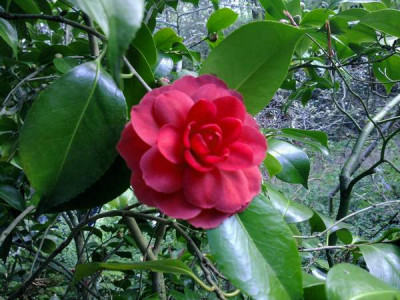 Kopie_von_130420101884C.japonicaEximea.jpg
