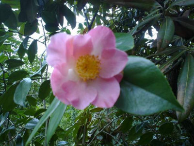 Kopie_von_050420101732C.jap.Kobai.jpg