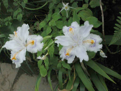 Iris_japonica.jpg