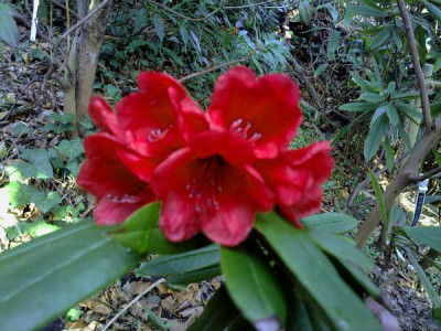 Kopie_von_050420101731R.strigillosum.jpg