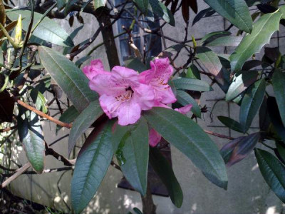 Kopie_von_100420101759Rh.arboreum__var._cinnamomeum_Patterson_NE-India.jpg