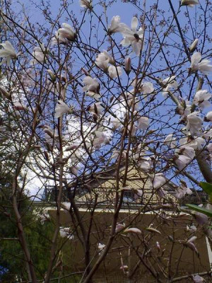 Kopie_von_090420101748M.salicifolia.jpg
