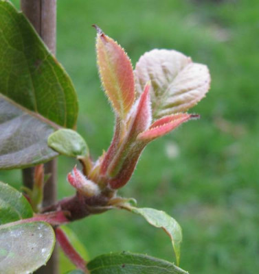 Hydrangea_anomala_Semiola_800x600.jpg