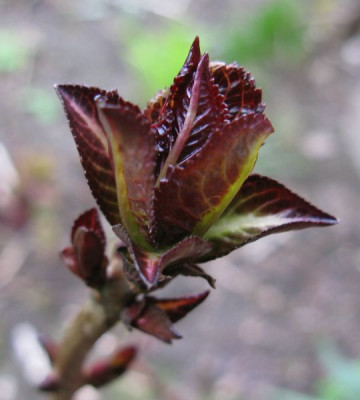 Hydrangea_macrophylla_Selina_bud_800x600.jpg