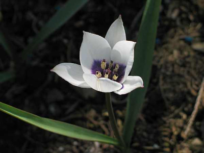 T.humilis00.jpg