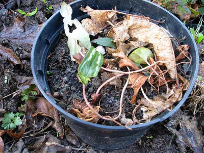 cyclamen-narrow-leaf-a.jpg