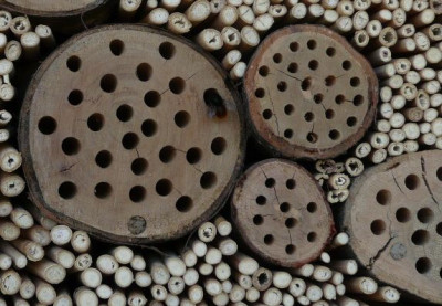 insektenh.jpg