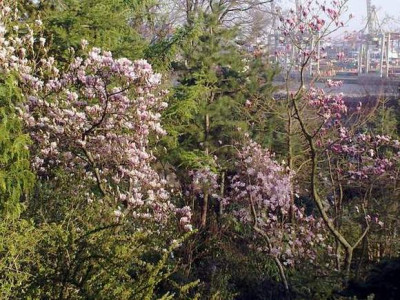 Kopie_von_170420101933M.soulangiana-M.Leonard_Messel-M.sprengeri_Diva.jpg