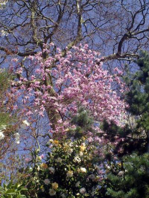 Kopie_von_170420101909M.stellata_rosea.jpg