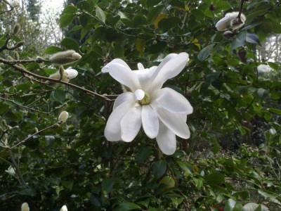 Kopie_von_130420101883M.stellata.jpg