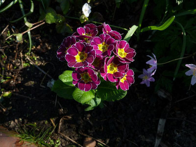 primula_pinkviolett.jpg