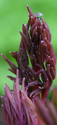 Dicentra-Austrieb_Tropfen_1_3.jpg