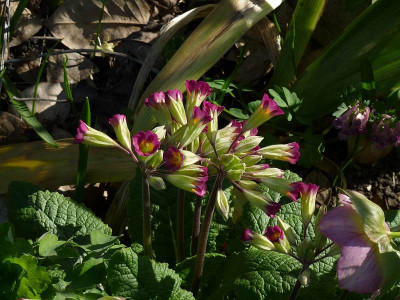primula_rosaviolett.jpg