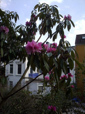 Kopie_von_130420101888R.floribundum_HN.jpg