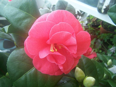 100_1823_Camellia_jap.__Latifolia__-4-__1834_____640.jpg