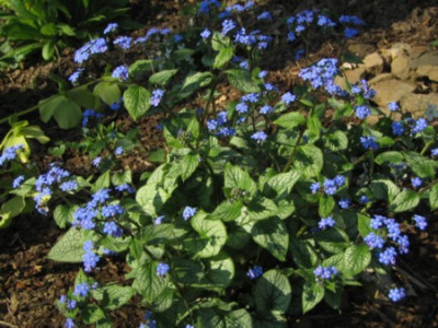 Brunnera_macr.jpg