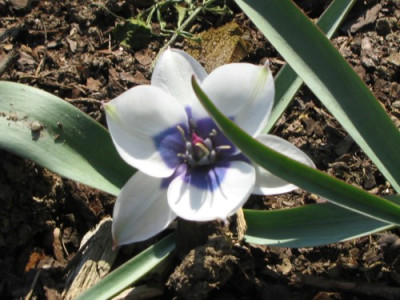 Tulipa_humilis_alba_coerulea_oculata18.jpg