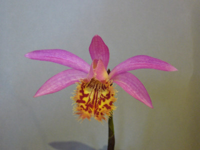 Pleione_Vesuvius_Tawny_Owl_800x800_80KB.jpg