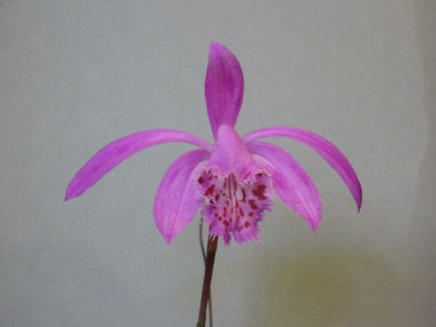 Pleione_Archie_Goodwin_2_800x800_80KB.jpg